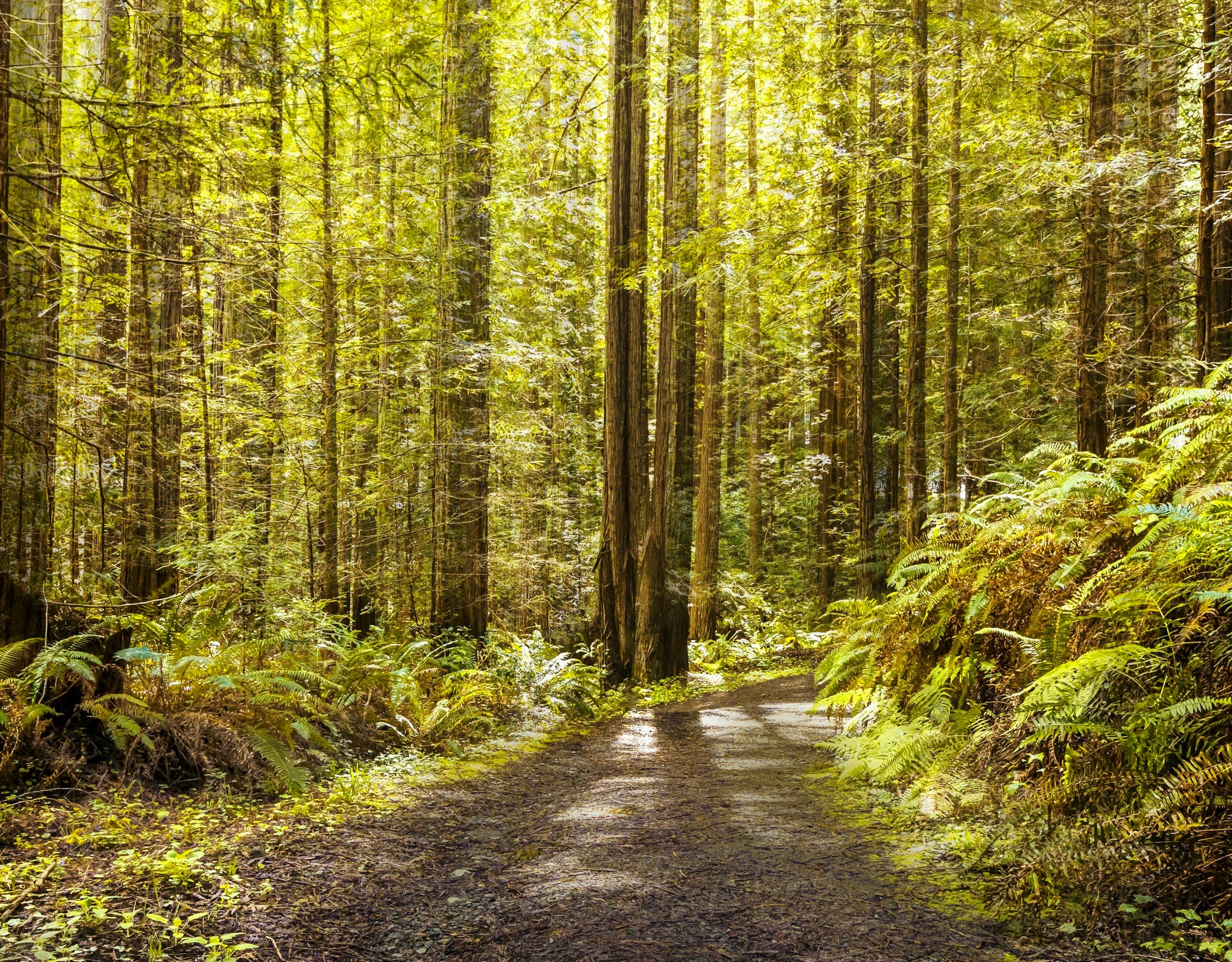A trail through a redwood forest